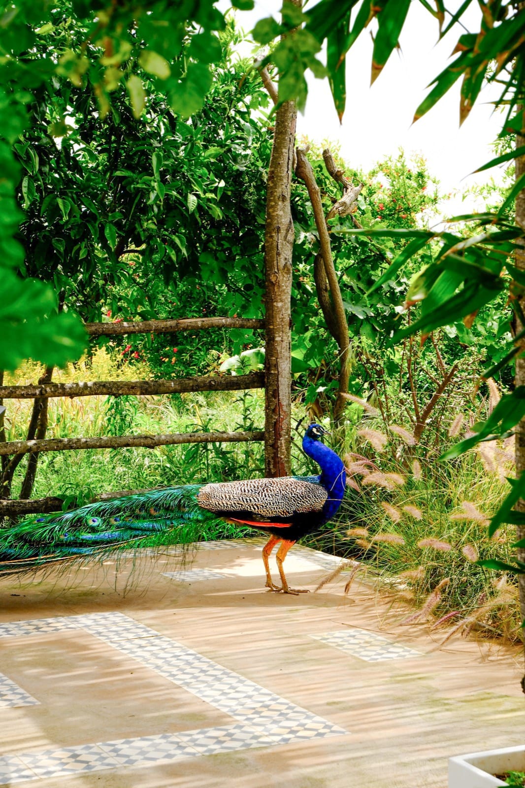 Paon sur la terrasse en bois