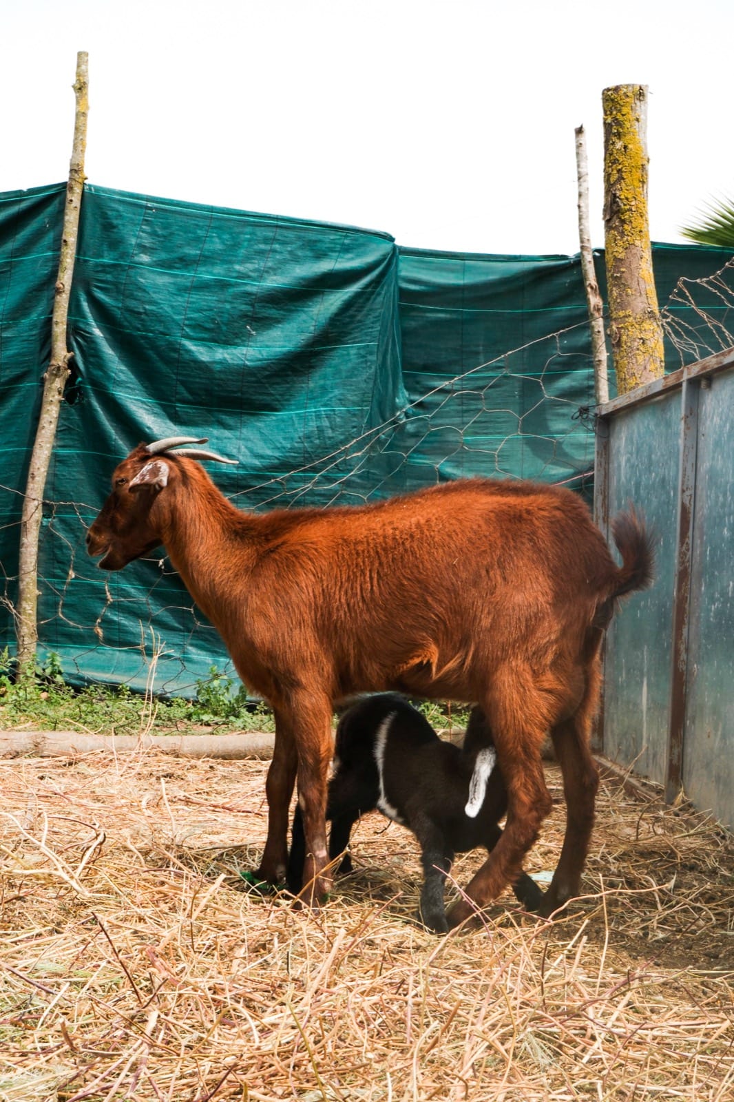 Séjour en famille, photo 3