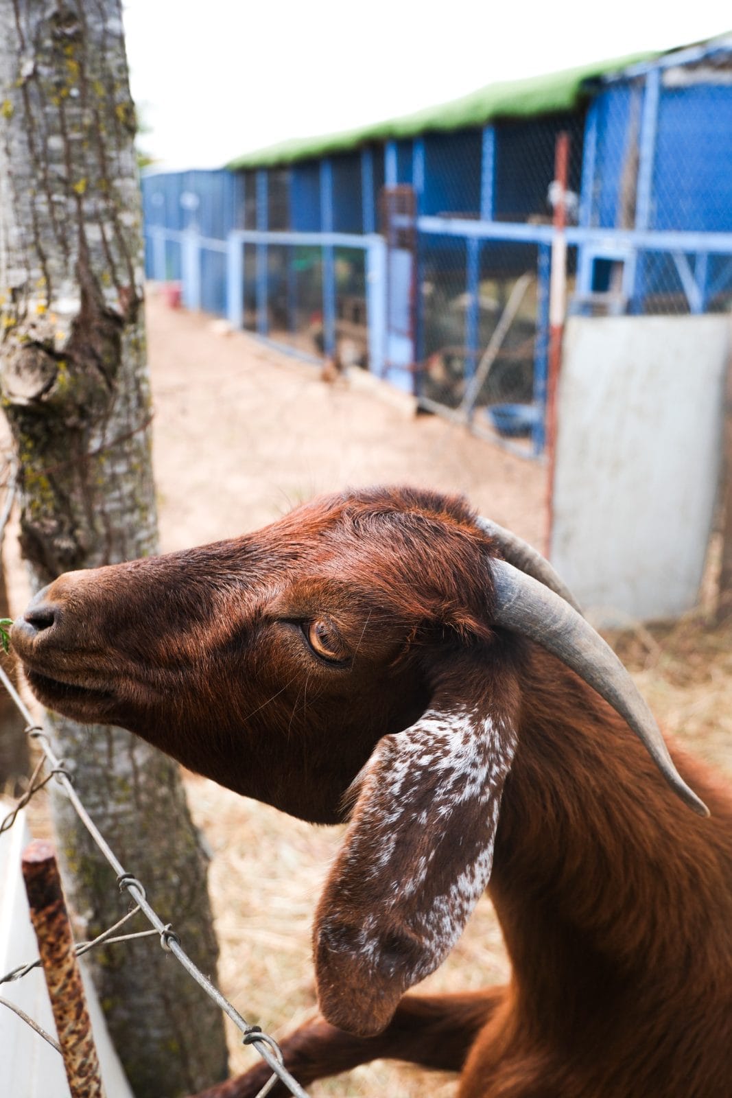 Les animaux à Farm Eden, ferme avec piscine privée près de Rabat