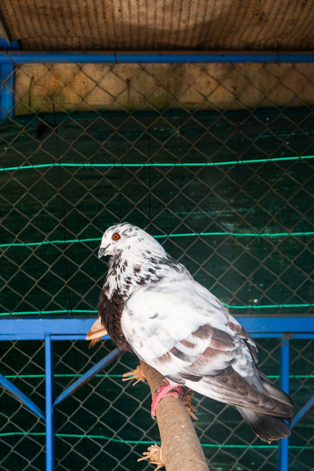 Les animaux à Farm Eden, ferme avec piscine privée près de Rabat