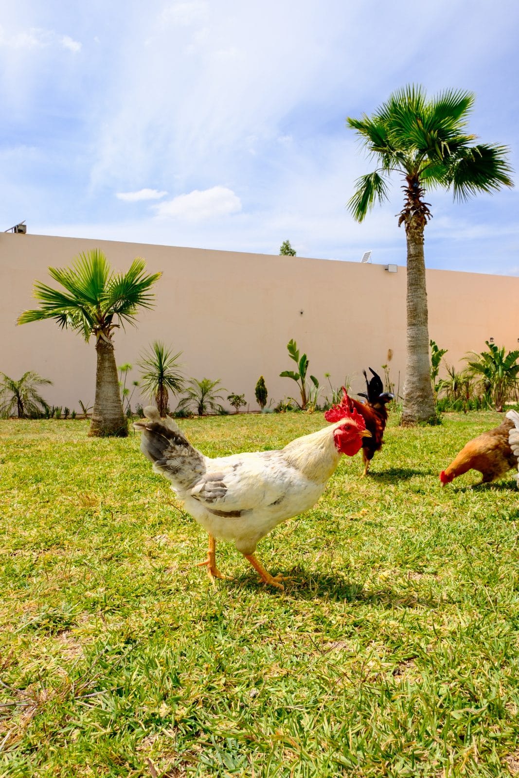 Les animaux à Farm Eden, ferme avec piscine privée près de Rabat