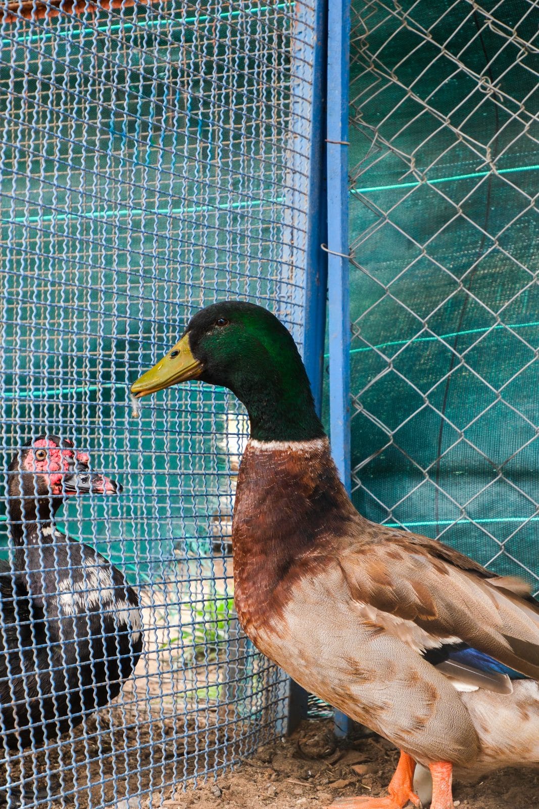 Les animaux à Farm Eden, ferme avec piscine privée près de Rabat