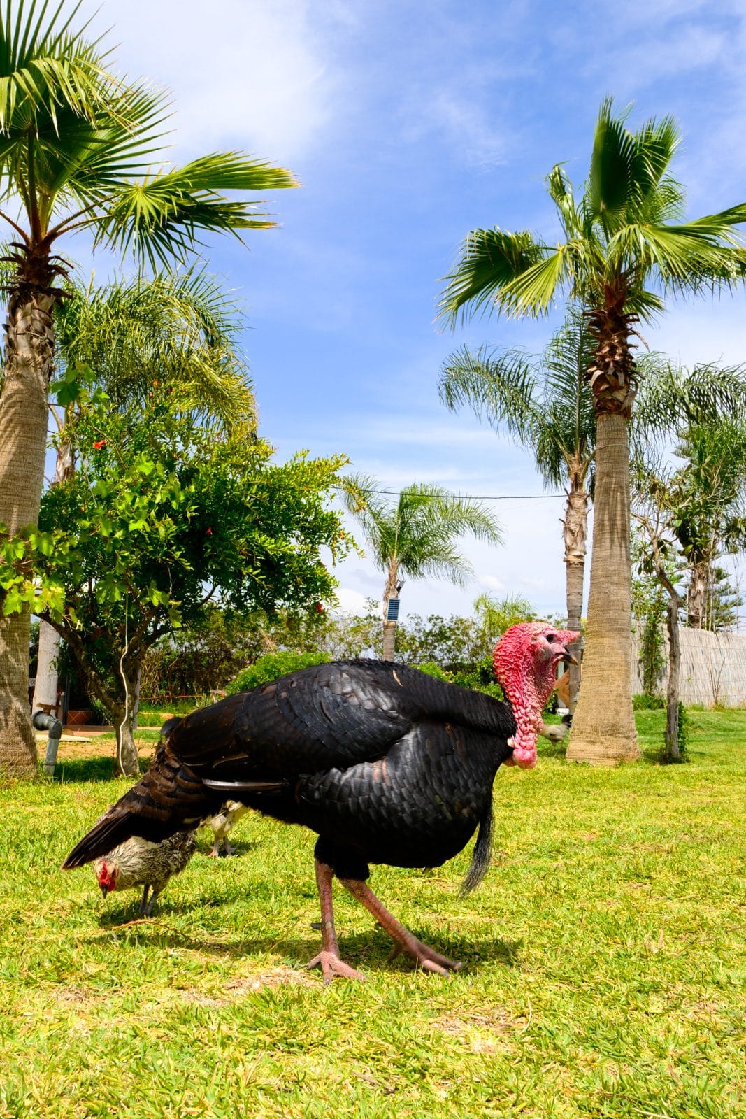 Les animaux à Farm Eden, ferme avec piscine privée près de Rabat