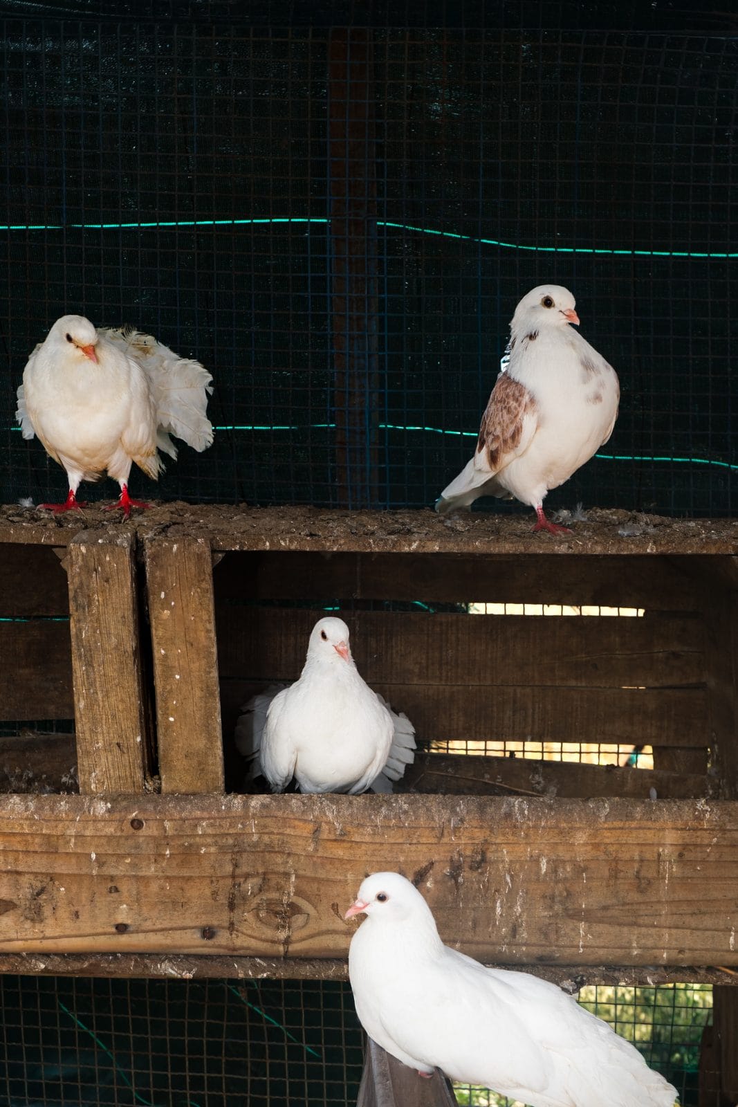Les animaux à Farm Eden, ferme avec piscine privée près de Rabat