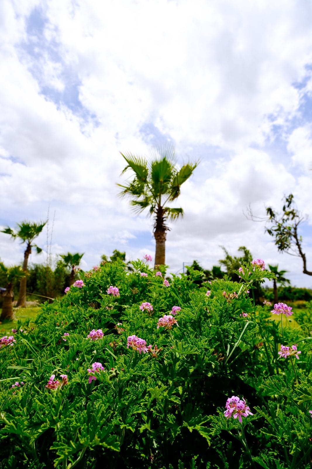 Jardin et nature à Farm Eden, ferme avec piscine privée près de Rabat
