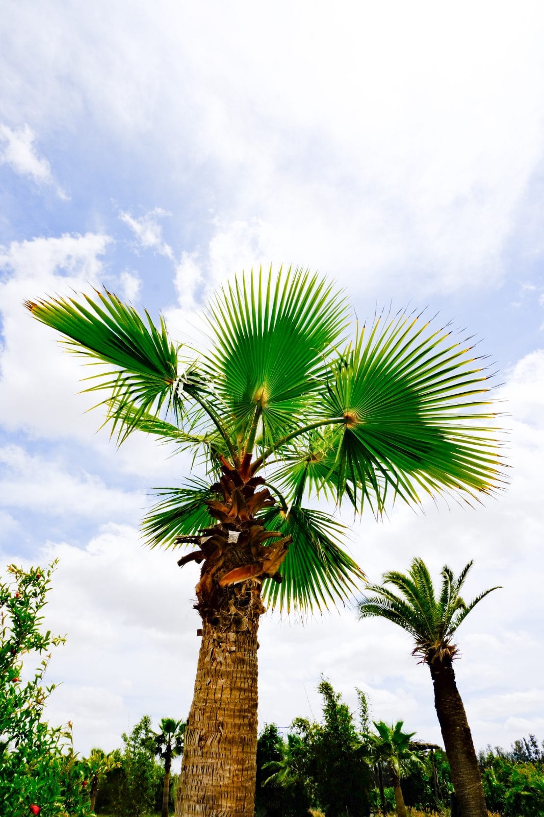 Jardin et nature à Farm Eden, ferme avec piscine privée près de Rabat