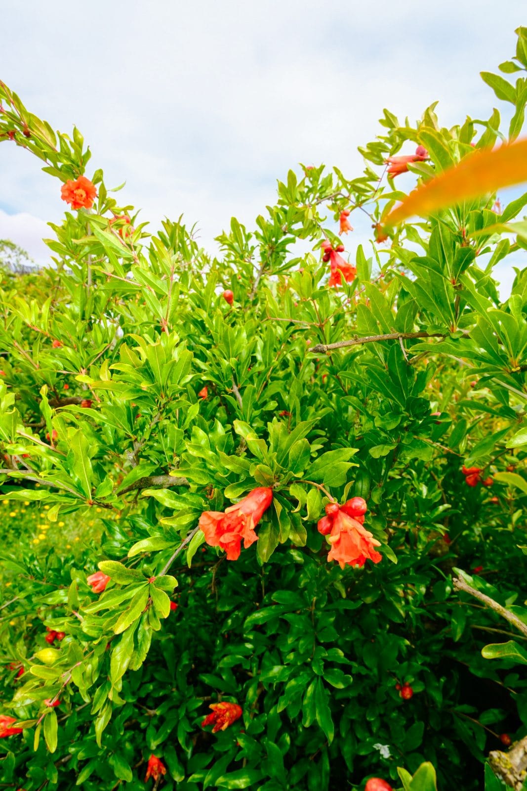 Jardin et nature à Farm Eden, ferme avec piscine privée près de Rabat