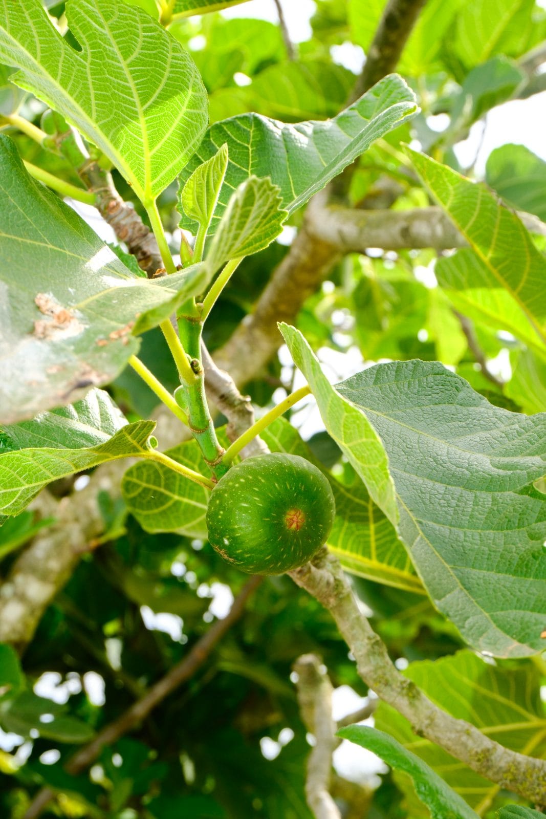Jardin et nature à Farm Eden, ferme avec piscine privée près de Rabat
