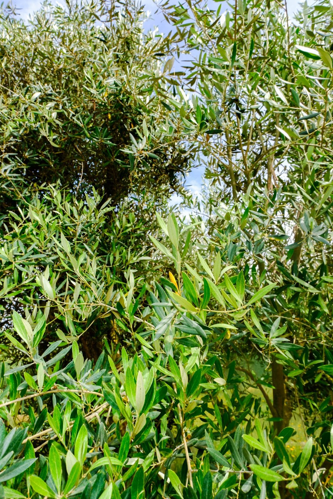 Jardin et nature à Farm Eden, ferme avec piscine privée près de Rabat