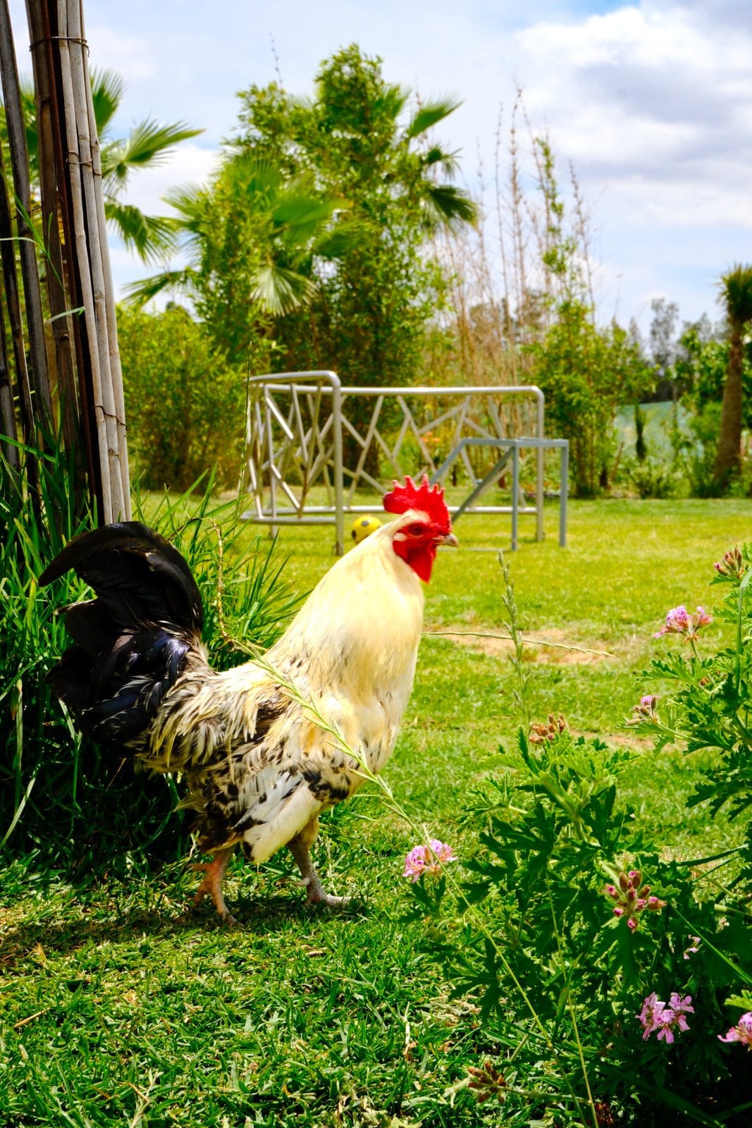 Brunch en plein air, photo 6