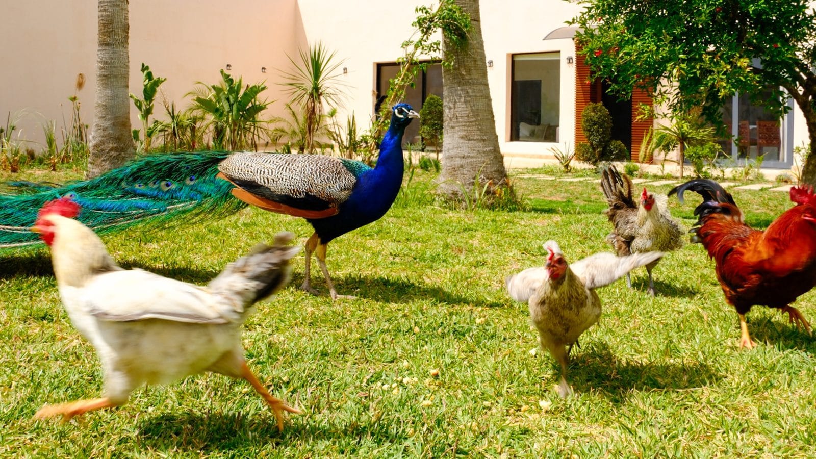 Jardin verdoyant d'une ferme à la campagne, idée de que faire autour de Rabat dans la nature